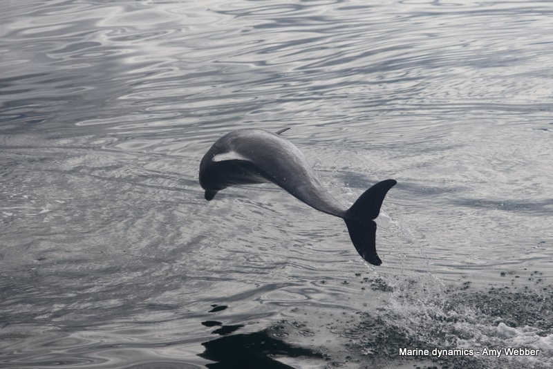 Bottlenose dolphin, South Africa